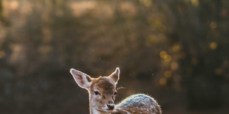 网络技术资源分享：精选IT教程与高效学习路径指南