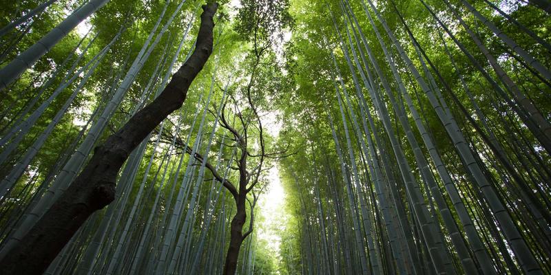 网络技术进阶之路：如何通过优质资源分享与技术博客构建个人知识体系