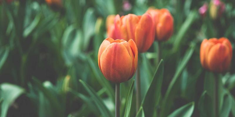 网络数据包代理（NPB）技术：全流量安全分析的幕后功臣与实用IT教程